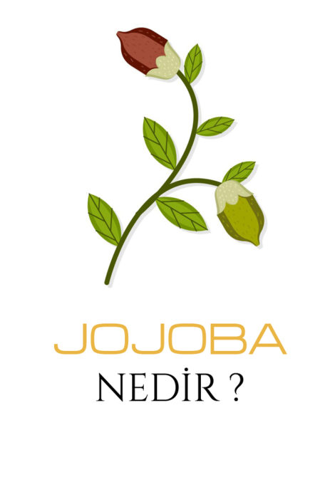 Jojoba Nedir ?